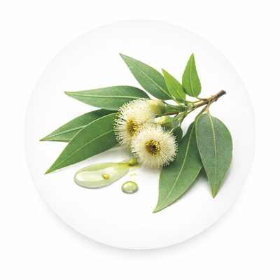 Eukalyptus